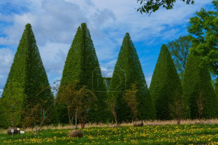 Foto de Hermosos árboles recortados en varias formas. Recortar árboles sobre un fondo de cielo azul en un vivero de plantas. - Imagen libre de derechos