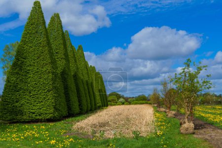 Beautiful trees trimmed into various shapes. Trimming trees against a background of blue sky in a plant nursery.