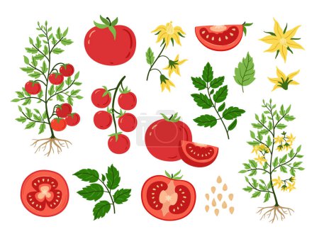 Illustration for Red tomato. Fruits plant and seeds, blossoms and branches with leaves. Sliced tomatoes, vegetarian food ingredient cartoon vector set of tomato vegetable gardening illustration - Royalty Free Image