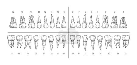 Illustration for Tooth types sketch. Teeth with roots, dentist tooth numbers system and hand drawn premolar, molar, canine and incisor vector illustration set. Dentistry concept, medical treatment and hygiene - Royalty Free Image