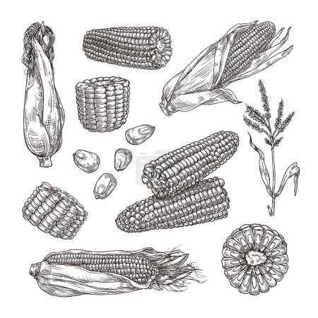 Ilustración de Boceto de maíz. Vintage elaborado a mano de maíz vegetal, grabado estilo planta y grano de maíz vector ilustración conjunto de boceto saludable mazorca de maíz dulce - Imagen libre de derechos