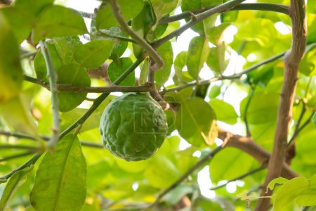 Téléchargez les photos : Kaffir tilleul fruit de l'arbre - en image libre de droit