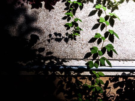 Photo for Green leaves with shadow on the wall. Selective focus. Toned. - Royalty Free Image