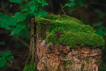 Foto de An old rotten stump in the woods. A stump overgrown with thick moss. - Imagen libre de derechos