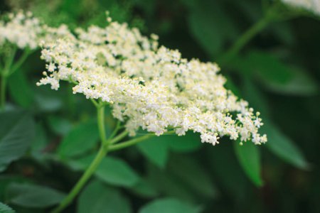La flor blanca del barrenador de malas hierbas. Planta con flores de la maleza borschweed.