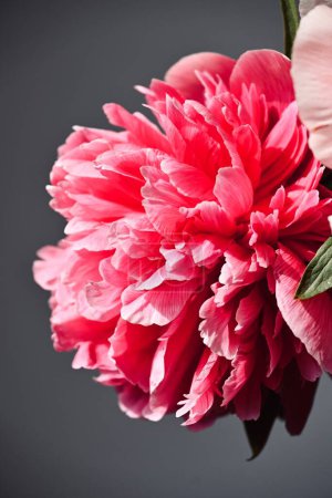 Photo for Pink peony flowers on black background - Royalty Free Image