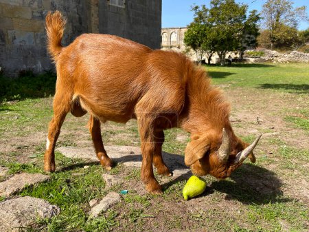 A brown goat sniffing and smelling a pear