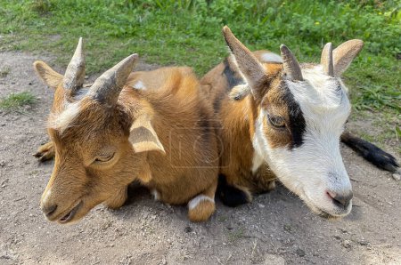 Foto de Dos cabras pequeñas sentadas una al lado de la otra - Imagen libre de derechos
