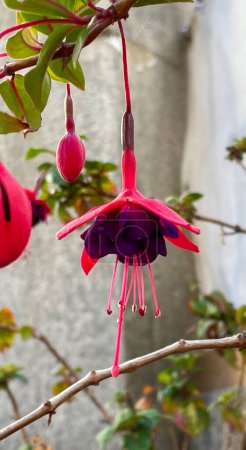 A violet hybrid fuchsia flower, with its pistils and its petals magenta
