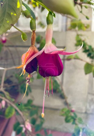 Two beautiful hybrid fuchsia flowers with their petals open