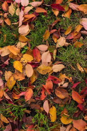 Foto de Hojas de otoño caídas sobre hierba verde - Imagen libre de derechos