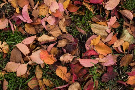 Photo for Fallen autumn leaves on green grass - Royalty Free Image