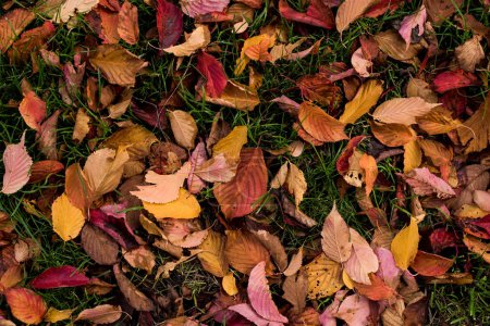 Photo for Fallen autumn leaves on green grass - Royalty Free Image