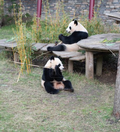 Téléchargez les photos : Panda géant mangeant du bambou - en image libre de droit