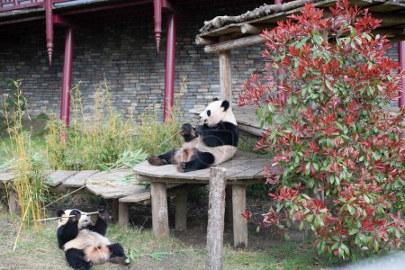 Téléchargez les photos : Panda géant mangeant du bambou - en image libre de droit