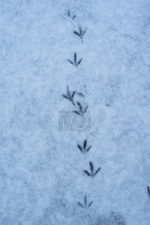 Photo for Bird paw print in the snow - Royalty Free Image