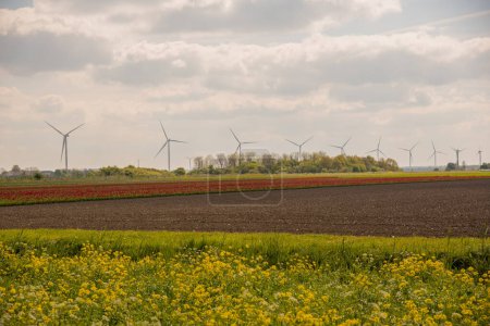 Photo for Tulip field and wind mills - Royalty Free Image