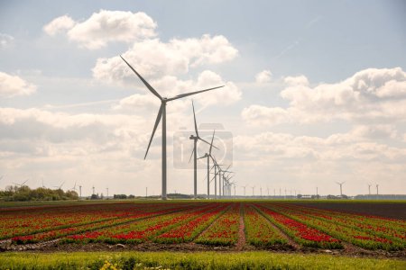 Photo for Tulip field and wind mills - Royalty Free Image