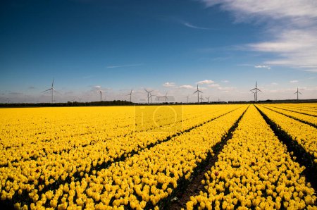 field of yellow tulips with wind turbines