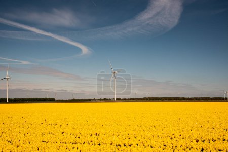 field of yellow tulips with wind turbines