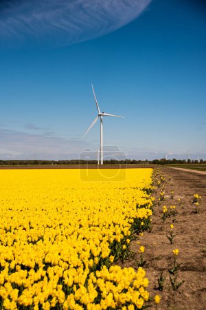 Feld aus gelben Tulpen mit Windrädern