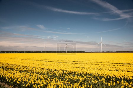 Feld aus gelben Tulpen mit Windrädern