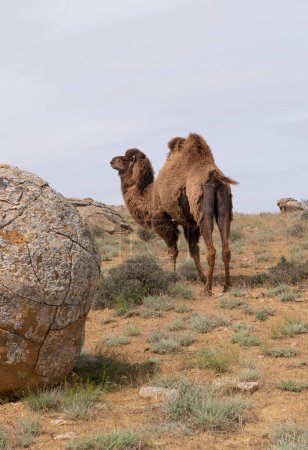 Camel in the valley of Torysh balls in Aktau, western Kazakhstan. Concretions on the Ustyurt plateau in Aktau region.