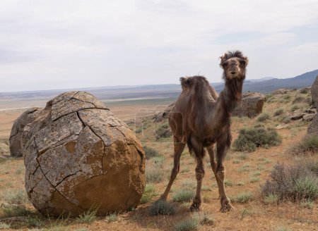 Camello en el valle de las bolas Torysh en Aktau, al oeste de Kazajstán. Concreciones en la meseta de Ustyurt en la región de Aktau.