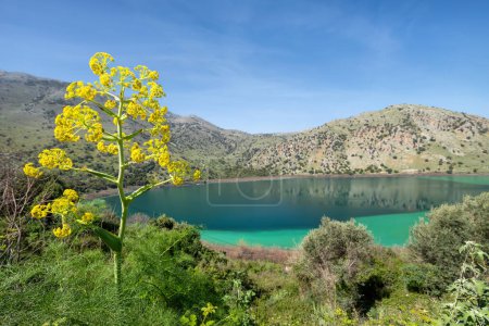 See Kournas (Lac Kourna) auf der Insel Kreta mit gelben Blüten im Vordergrund, Griechenland