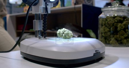 Téléchargez les photos : Raw cannabis material lies on a microscope object. Light illuminates texture and texture. Examination of CBD material before processing. - en image libre de droit