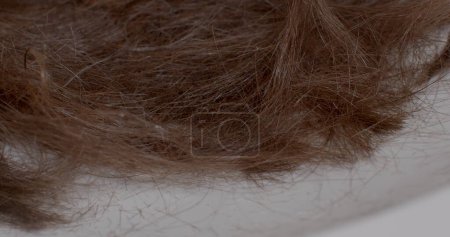 Photo for Cropped hair of a person infested with lice and nits parasite. Shedding hair for health reasons. Scissors tool for cutting hair. - Royalty Free Image