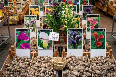 Téléchargez les photos : Graines et fleurs de tulipes en Amsterdam, Pays-Bas - en image libre de droit