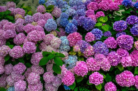 Photo for The genus Hydrangea includes ornamental plants, commonly known as hydrangeas, native to southern and eastern Asia and the Americas. - Royalty Free Image