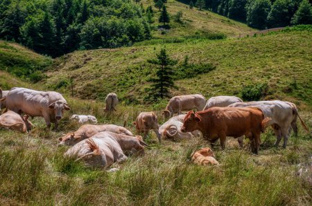 Téléchargez les photos : Vaches broutant dans les prairies de France - en image libre de droit