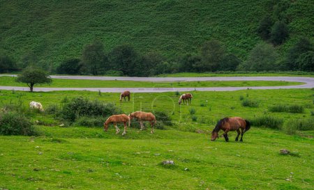 Foto de Caballos pastando en un prado verde - Imagen libre de derechos