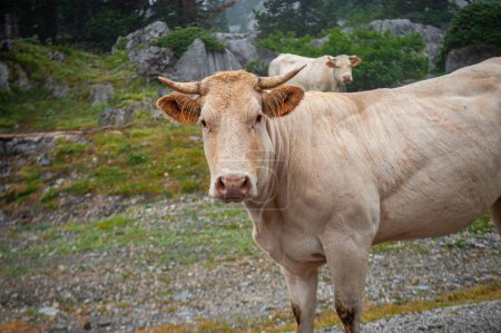 Photo for Pyrenean cows in the Navarrese Pyrenees, Spain - Royalty Free Image