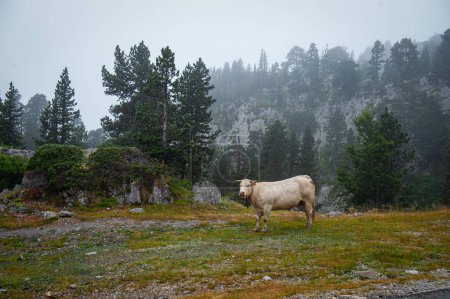Foto de Vacas pirenaicas en los Pirineos Navarros, España - Imagen libre de derechos