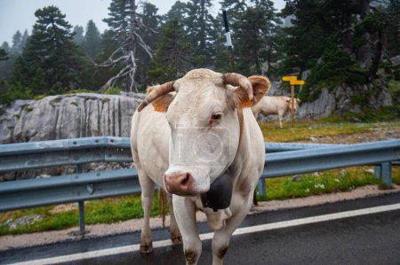 Foto de Vacas pirenaicas en los Pirineos Navarros, España - Imagen libre de derechos