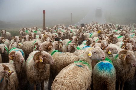 Téléchargez les photos : Moutons sur la route des Pyrénées françaises - en image libre de droit