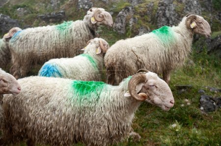 Téléchargez les photos : Moutons sur la route des Pyrénées françaises - en image libre de droit