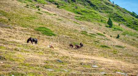 Horses grazing in the Pyrenees.-