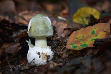Téléchargez les photos : Amanita phalloides poison ang champignon dangereux, communément appelé la casquette mortelle - en image libre de droit