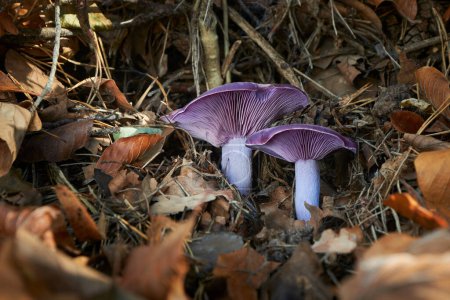Lepista nuda edible mushroom with excelent taste commonly known as wood blewit in autumn forest. Slovakia, Central Europe.