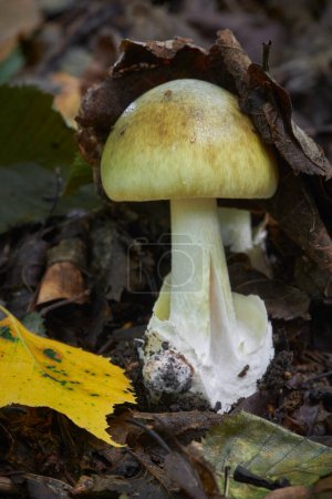 Photo for Amanita phalloides poisonous ang dangerous mushroom, commonly known as the death cap - Royalty Free Image