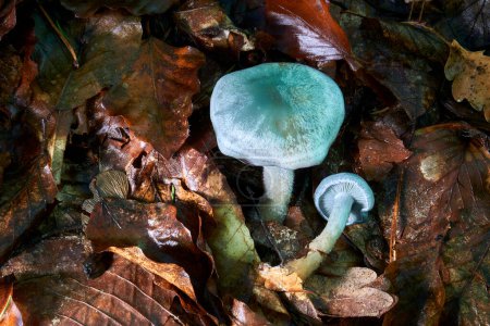 Clitocybe odora, blue green anise mushroom or aniseed toadstool               