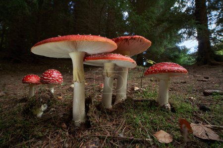 Photo for Inedible fungus grows in meadows or forest of Central Europe,  Amanita muscaria - Royalty Free Image