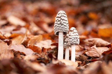 ungenießbarer Pilz wächst in Wäldern, Mitteleuropa, coprinopsis picacea