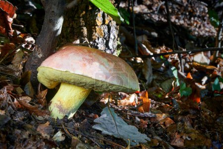 Edible mushrooms with excellent taste, Butyriboletus regius