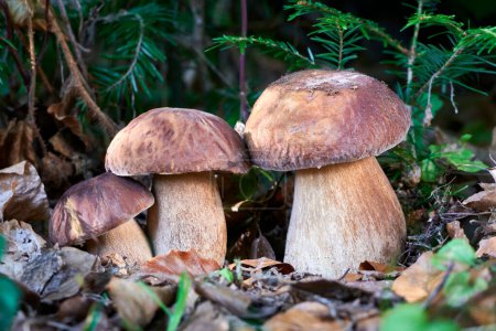 Photo for Boletus reticulatus - a meal fungus with an excellent taste - Royalty Free Image