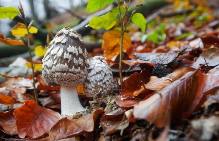 champignon non comestible pousse dans les forêts, Europe centrale, Coprinopsis picacea
